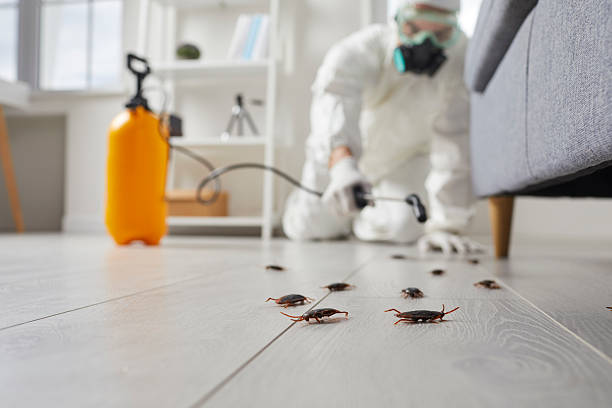 Commercial Kitchen Cockroach Control in Santa Rosa